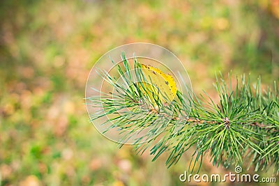 Pine and yellow leaf closeup branch Stock Photo