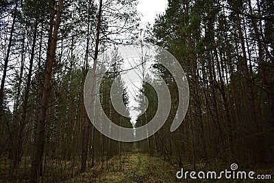 Pine young forest mixed with dense undergrowth coniferous tree branches bent over the path winding green grass glade stretching Stock Photo