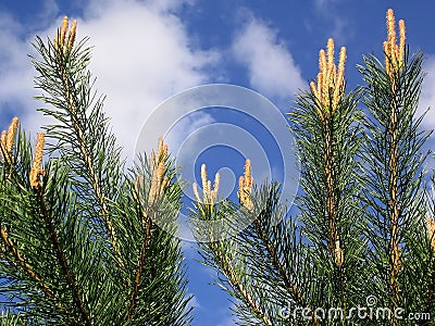 Pine young green branch. Stock Photo