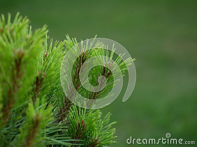 Pine young needles small in garden Stock Photo