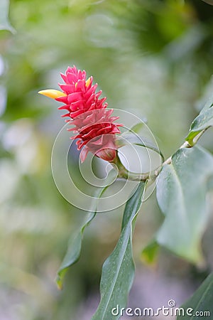 Pineal flower Stock Photo