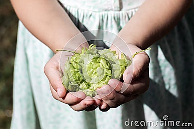 Pineal fruit of common hop in the children`s palms Stock Photo