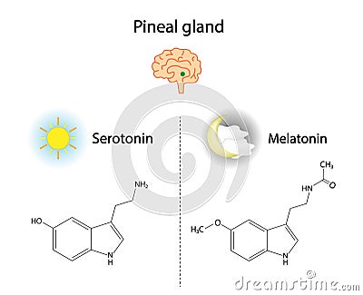 Pineal gland hormones. Serotonin and melatonin. Vector illustration. Vector Illustration