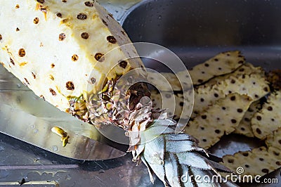Pineapple being peeled over stainless steel sink Stock Photo