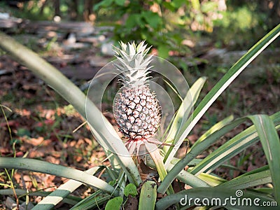 The pineapple on the clump has pink eyes. Pineapple trees grow tropical fruit in the pineapple plantation gardens Stock Photo