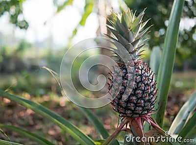 The pineapple on the clump has pink eyes. Pineapple trees grow tropical fruit in the pineapple plantation garden, where pineapples Stock Photo