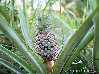 The pineapple on the clump has pink eyes. Pineapple trees grow tropical fruit in the pineapple plantation gardens Stock Photo