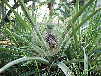 The pineapple on the clump has pink eyes. Pineapple trees grow tropical fruit in the pineapple plantation gardens Stock Photo