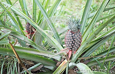 The pineapple on the clump has pink eyes. Pineapple trees grow tropical fruit in the pineapple plantation gardens Stock Photo