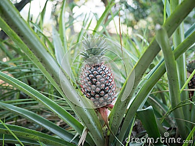 The pineapple on the clump has pink eyes. Pineapple trees grow tropical fruit in the pineapple plantation gardens Stock Photo