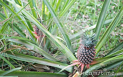 The pineapple on the clump has pink eyes. Pineapple trees grow tropical fruit in the pineapple plantation gardens Stock Photo