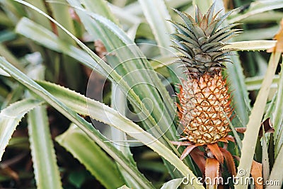 The pineapple on the clump has pink eyes. Pineapple trees grow tropical fruit in the pineapple plantation gardens Stock Photo