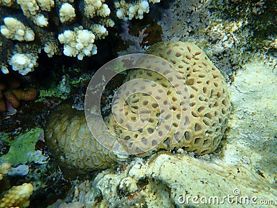 Pineapple coral or knob coral, honeycomb coral Dipsastraea favus. Previously called Favia favus undersea Stock Photo