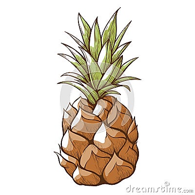 Pineapple decor icon, healthy tropical tasty fruit Vector Illustration