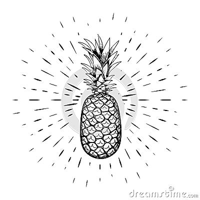 Pineapple, drawn by hand, black outline against the background of linear rays. Calligraphy. For design of posters, banners, logos. Vector Illustration