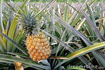 Pineapple farm Stock Photo