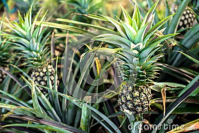 Pineapple farm, Time to harvesting Stock Photo