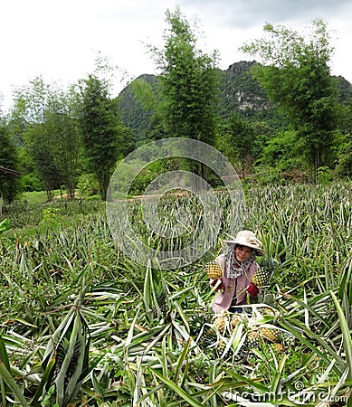 Pineapple farmers. Editorial Stock Photo