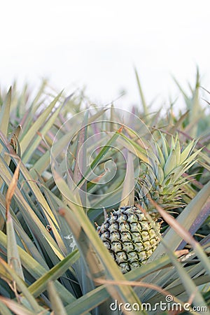 Pineapple in field -2 Stock Photo