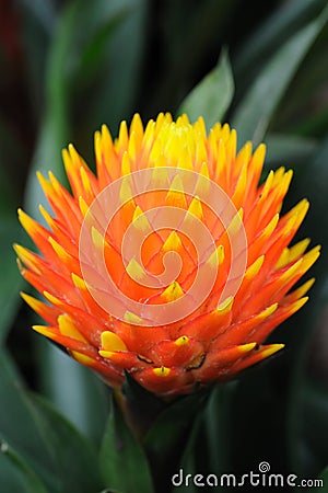 Pineapple flower Stock Photo