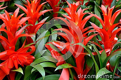 Pineapple flower Stock Photo