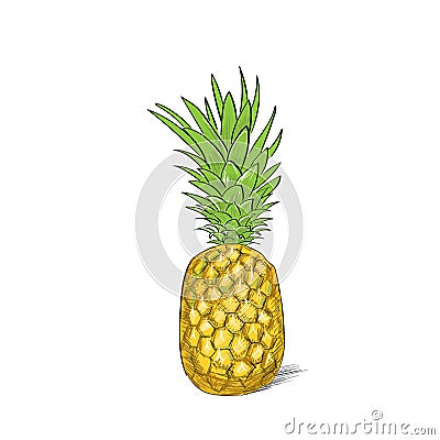 Pineapple fruit color sketch draw isolated over Vector Illustration