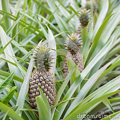 Pineapple fruit farm growing Stock Photo