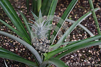 Pineapple fruit, in Latin called Ananas comosus L. Marr, growing naturally out of rosette of leaves. Stock Photo