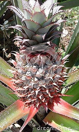 Pineapple garden fruit tropical Stock Photo