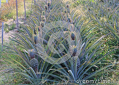 Pineapple Garden Stock Photo