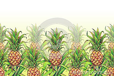 Pineapple with green leaves tropical fruit growing in a farm. Pineapple drawing markers seamless pattern frame border. Colour Cartoon Illustration