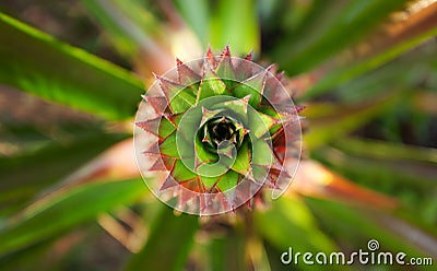Pineapple leaf Stock Photo