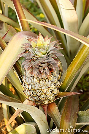 Pineapple near Chiang Rai, in Thailand Stock Photo