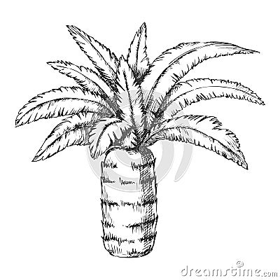 Pineapple Palm Tropical Tree Monochrome Vector Vector Illustration