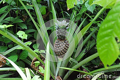 Pineapple plant Stock Photo