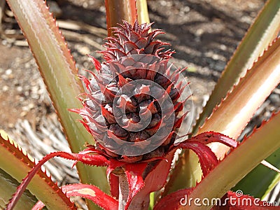 Pineapple Plant Stock Photo