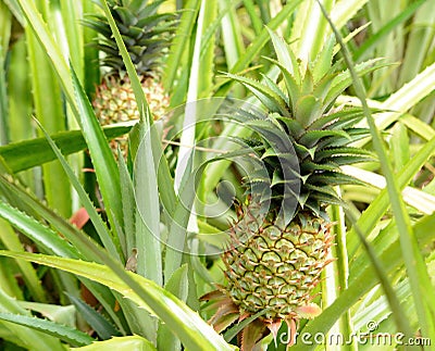 Pineapple plant Stock Photo