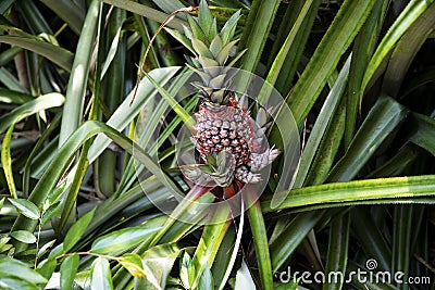 Pineapple plant botanical photo. Pineapple fruit on bush. Tropical garden harvest. Growing pineapple flower. Stock Photo