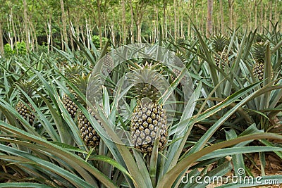 Pineapple plant field Stock Photo