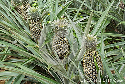 Pineapple plant field Stock Photo