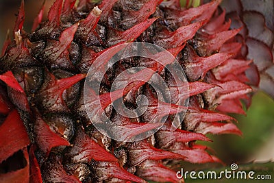 Pineapple plant spike with an edible fruit and the most economically significant plant in the family Bromeliaceae Stock Photo