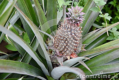 Pineapple plant with a young pineapple growing. Stock Photo