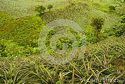 Pineapple plantation Stock Photo