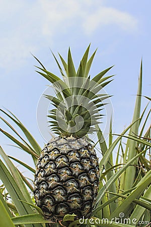 Pineapple plantation Stock Photo