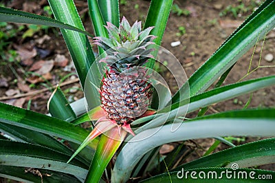 Pineapple ripe almost the middle of the long leaves Singapore Stock Photo