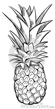 Pineapple sketch. Hand drawn tropical juicy fruit Stock Photo