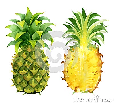 Pineapple slice watercolor hand drawn illustration Cartoon Illustration