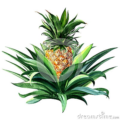 Pineapple tropical fruit growing, isolated watercolor illustration Cartoon Illustration