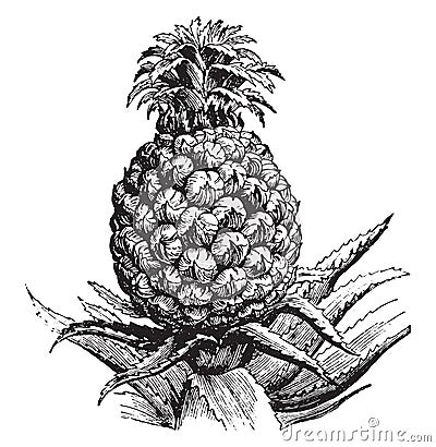 Pineapple, vintage engraving Vector Illustration