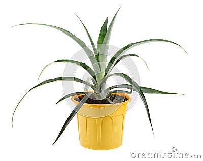 Pineapple in a yellow plant pot Stock Photo